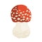 Vector illustration of small Amanita mushroom. Poisonous toadstool fly agaric. White spotted red mushroom isolated on