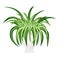 Vector illustration of spider house plant isolated