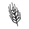 Vector illustration of a spikelet of wheat in doodle style