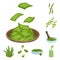 Vector illustration of spirulina and seaweed sign. Set of spirulina and vegan vector icon for stock.
