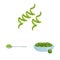 Vector illustration of spirulina and seaweed symbol. Set of spirulina and vegan vector icon for stock.