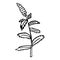 Vector illustration of a sprig of mint. Peppermint icon.