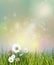 Vector illustration Spring nature field with green grass, white Gerbera, Daisy flowers and wildflowers