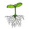 Vector Illustration of Sprout with Three Leves and Roots. Seedling, Shoot, Gardening Plant. Trees, Flowers, Vegetables Cucumber, Z