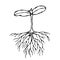 Vector Illustration of Sprout with Three Leves and Roots. Seedling, Shoot, Gardening Plant. Trees, Flowers, Vegetables Cucumber, Z