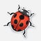 Vector illustration. Sticker of ladybug top view with contour. Red bug with black spots