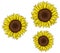 Vector illustration of sunflowers - isolated