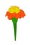 Vector illustration of tagetes flower