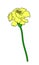 Vector illustration of tagetes flower