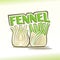 Vector illustration on the theme of fennel