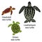 Vector illustration of three kinds of turtles