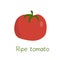 Vector illustration of tomato with text. Isolated drawing for graphic design. decor. etc