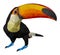 Vector illustration of toucan, Low Poly, Polygonal illustration.