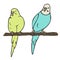 Vector illustration of two budgerigars colored and depicted by a line.