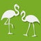 Vector illustration of two flamingos couple white on the green background