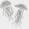 Vector illustration of two jellyfish style graphics