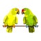 Vector illustration of two parrots