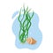 Vector illustration of underwater Algae spirulina with seashell