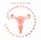 Vector illustration uterus and stages of fetal development. isolated on white background. Pregnancy. Fetal growth from