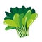 Vector illustration vector Bok choy vegetable white background Suitable for decorations