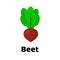 Vector illustration. Vegetable. Beet