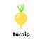 Vector illustration. Vegetable. Turnip