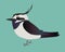 A vector illustration of a very cute Northern lapwing