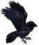 Vector illustration of walking raven blackbird colorful isolated