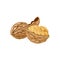 Vector illustration of a walnut peeled whole, cracked into halves. Food symbol. Whole nuts and walnut kernels.