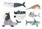 Vector illustration of whales, fish such as narwhal, Blue whale, penguin, Beluga, humpback whale, sperm whale and shark