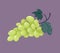 Vector Illustration of a White Grape on Purple Background