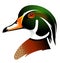 Vector illustration of wood duck