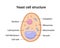 Vector illustration of Yeast cell structure. Educational diagram