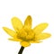 The vector illustration of yellow celandine flower in white background , ficaria