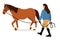 Vector illustration of a young woman holding a horse on a leash. The theme of horse breeding and training.