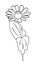 Vector illustration of zinnia flower