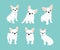 Vector illustrations set of cute little white French bulldog. Happy and funny pictures of bulldog puppy in different