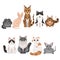 Vector illustrations set of many different kittens. Cats characters in cartoon style