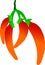 Vector image. 4 red hot chili hanging on the white background