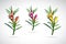 Vector image of adenium flower