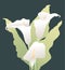 Vector image of bouquet delicate calla lilies