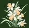 Vector image of bouquet spring narcissuses sketches