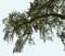 Vector image of branch of old deciduous tree in winter season