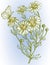 Vector image of branch wild chamomile with butterfly