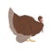 Vector image of a brown turkey, vector, white background