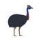 Vector image of cartoon australian ostrich cassowary