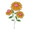 vector image of color three chamomile flowers