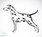 Vector image of an dalmatian dog