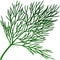 Vector image of the dill`s twig isolated on the white background.
