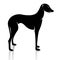 Vector image of an dog (azawakh)